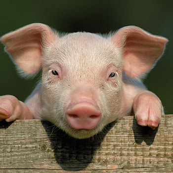 pig_little_pig_countryside_hooves_close_up_face_78678_.jpg (2048Ã2048) | art ideas | Pinterest | Mac laptop HD phone wallpaper